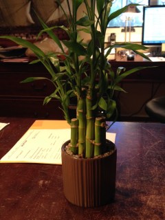 Lucky Bamboo